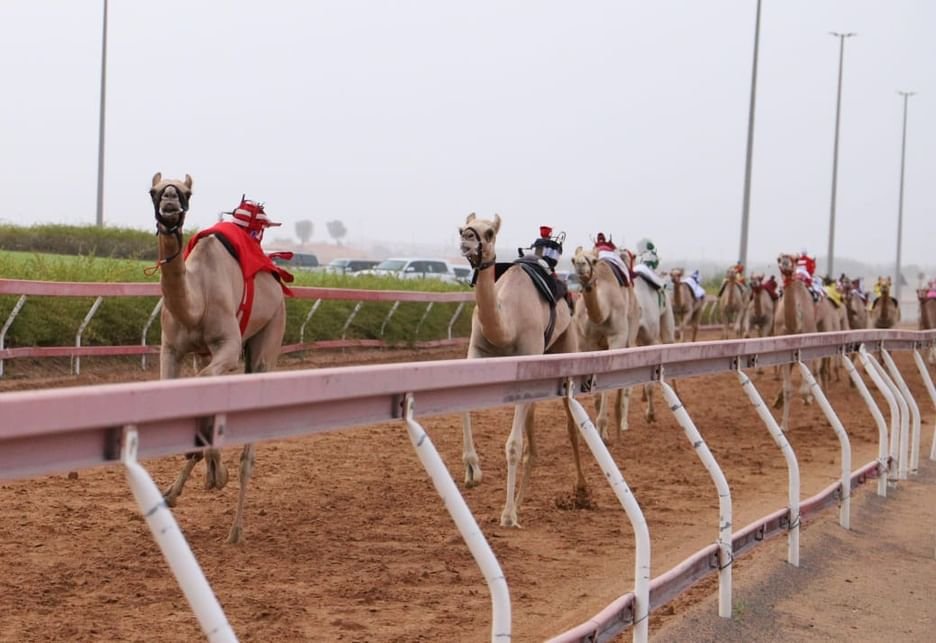منافسات مثيرة في سباق "سن الفطامين" بميدان الذيد لسباقات الهجن 1 منافسات مثيرة في سباق "سن الفطامين" بميدان الذيد لسباقات الهجن