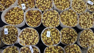 " ليوا للرطب" يستقبل 3.2 طن في يومه الأول