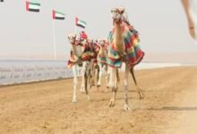 "الذيبة" و"الشارد" يتألقان في مهرجان العين للهجن