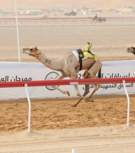 "الذيبة" و"الشارد" يتألقان في مهرجان العين للهجن