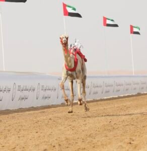 "الذيبة" و"الشارد" يتألقان في مهرجان العين للهجن