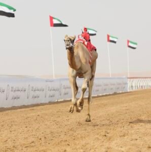 "الذيبة" و"الشارد" يتألقان في مهرجان العين للهجن