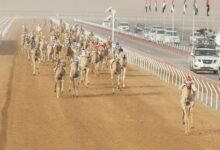 "العين لسباقات الهجن".. محطة جديدة لتعزيز رياضات الآباء والأجداد