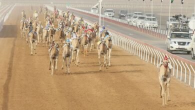 "العين لسباقات الهجن".. محطة جديدة لتعزيز رياضات الآباء والأجداد