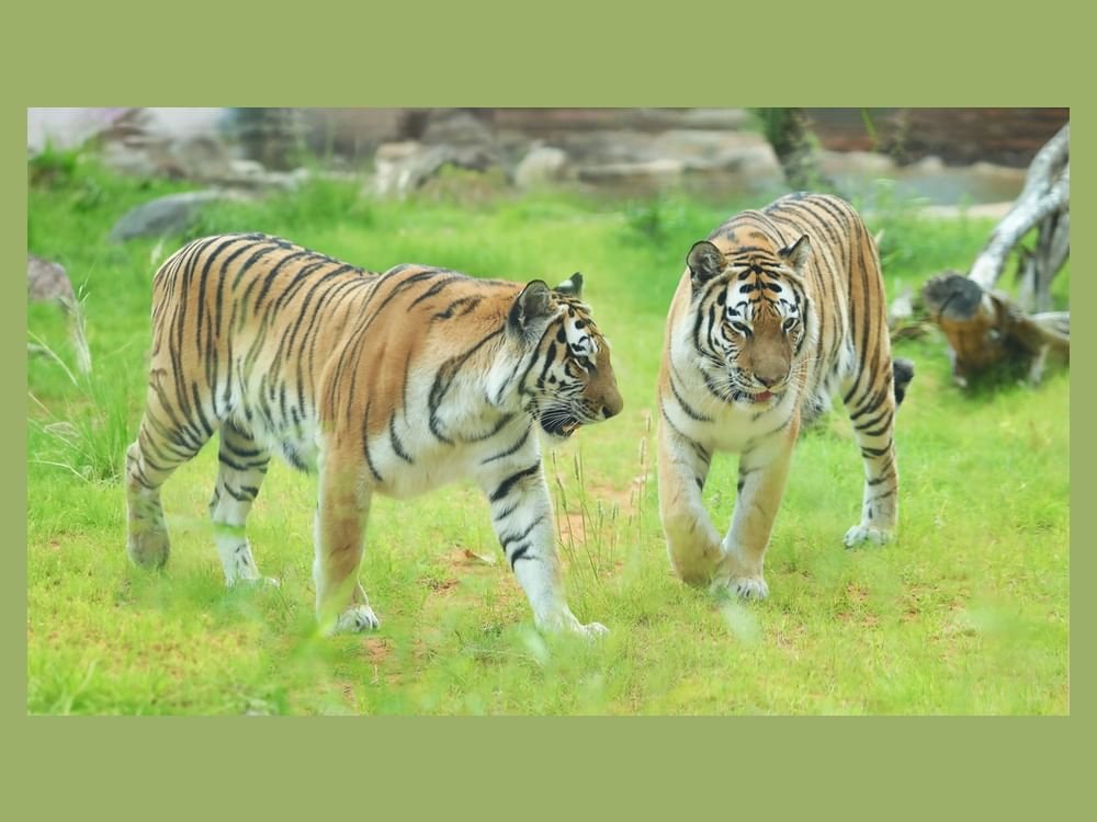 حديقة الحيوانات بالعين..جهود متواصلة لحماية النمور المهددة بالانقراض 1 حديقة الحيوانات بالعين..جهود متواصلة لحماية النمور المهددة بالانقراض