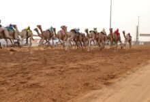 1000مطية تشارك في "سباق سن الفطامين" في الشارقة