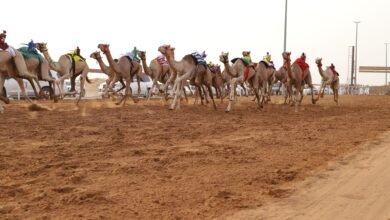 1000مطية تشارك في "سباق سن الفطامين" في الشارقة