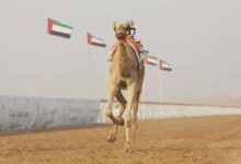 منافسات قوية في "سن الحقايق" بمهرجان العين لسباقات الهجن