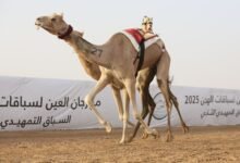"الشامخة" تتصدر الشوط الرئيسي في اليوم الرابع من مهرجان العين لسباقات الهجن
