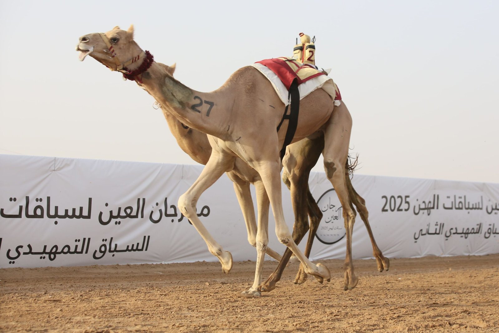 "الشامخة" تتصدر الشوط الرئيسي في اليوم الرابع من مهرجان العين لسباقات الهجن 1 "الشامخة" تتصدر الشوط الرئيسي في اليوم الرابع من مهرجان العين لسباقات الهجن