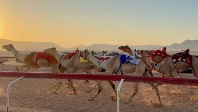 انطلاق فعاليات موسم الأردن لسباقات الهجن على ميدان الشيخ زايد