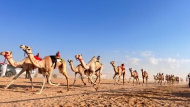 "صندوق أوبك" يخصص 20 مليون دولار لدعم قطاع النقل في ليبيريا