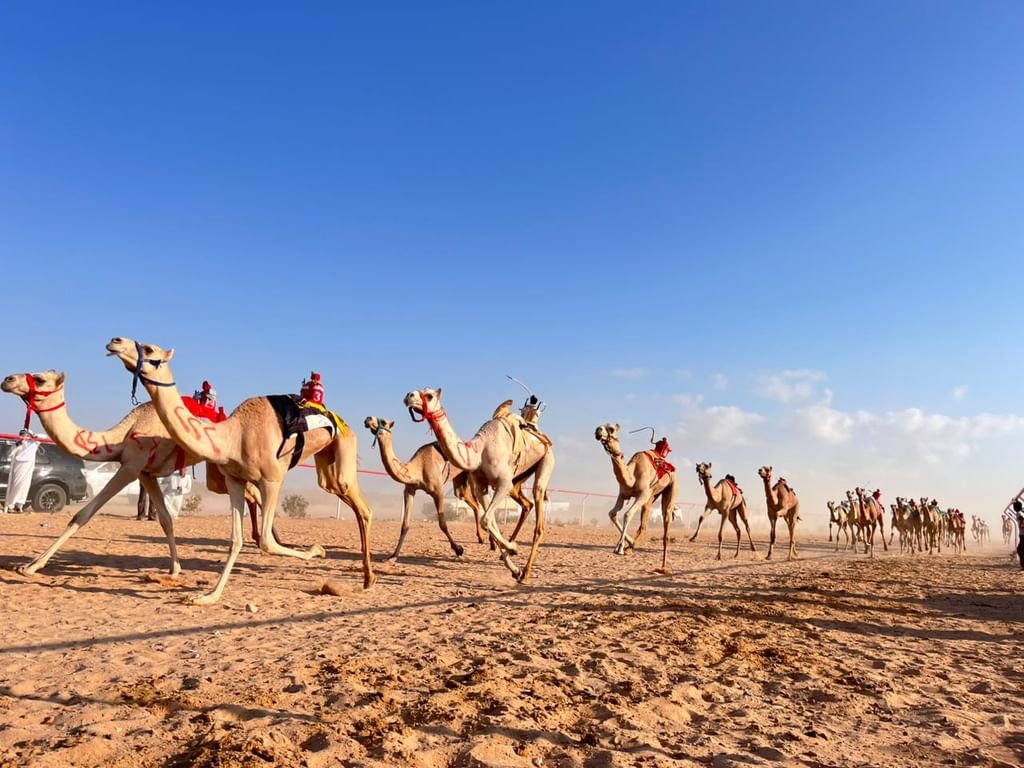 انطلاق "السباق التمهيدي" الأول للهجن في مصر 1 انطلاق "السباق التمهيدي" الأول للهجن في مصر