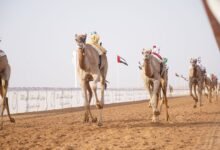"شاهين" يحصد "أفضل توقيت" بمنافسات "الإيذاع" بمهرجان العين للهجن