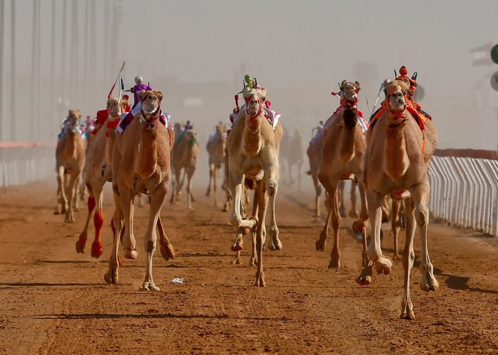 انطلاق "السباقات التمهيدية" للهجن العربية الأصيلة في الإمارات 12 سبتمبر 1 انطلاق "السباقات التمهيدية" للهجن العربية الأصيلة في الإمارات 12 سبتمبر