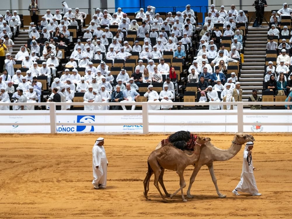 مليون و 770 ألف درهم مبيعات مزاد الهجن بمعرض أبوظبي الدولي للصيد والفروسية 1 مليون و 770 ألف درهم مبيعات مزاد الهجن بمعرض أبوظبي الدولي للصيد والفروسية
