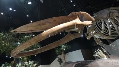 متحف التاريخ الطبيعي أبوظبي يفتح أبوابه في المنطقة الثقافية بالسعديات نوفمبر المقبل