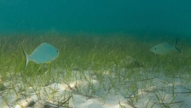 "بيئة أبوظبي" و"توتال للطاقات" تطلقان مشروعا لإعادة تأهيل الأعشاب البحرية