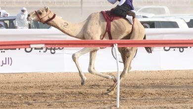 "الخاطري" يحصد لقب أول الأشواط في "السباق التراثي" للهجن بالعين