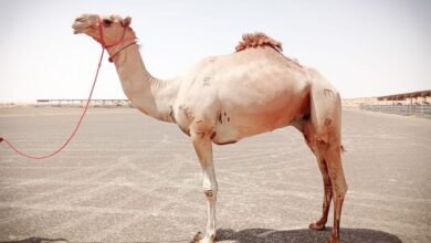 اتحاد الهجن ومركز شؤون السباقات وهجن الرئاسة يقدمان 30 فحلاً أصيلاً لعدد من المضامير العربية