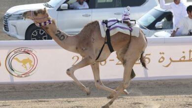 "مهرة" و"مهدي" يحصدان كأس وبندقية اللقايا بمهرجان الظفرة للهجن
