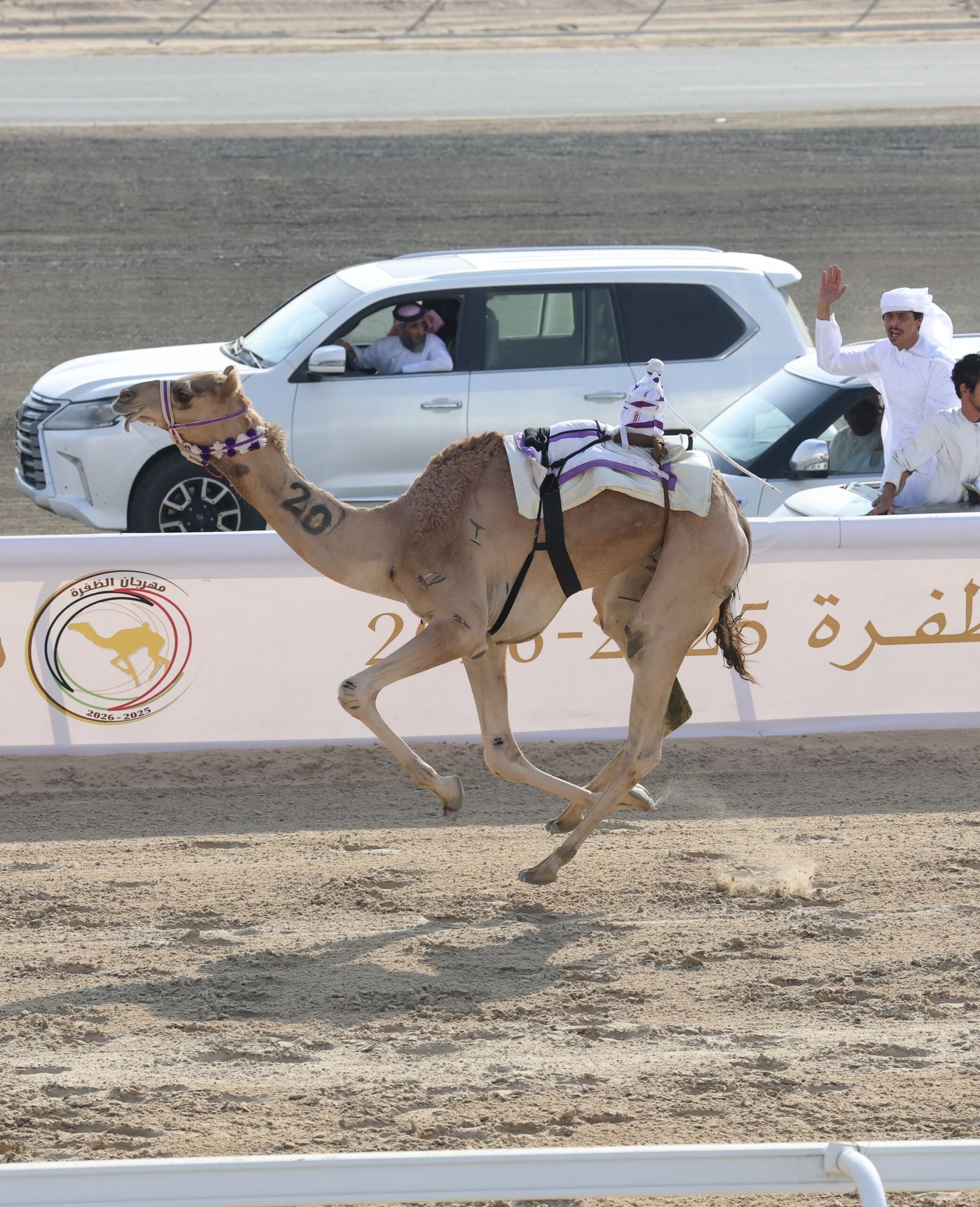 "مهرة" و"مهدي" يحصدان كأس وبندقية اللقايا بمهرجان الظفرة للهجن 1 "مهرة" و"مهدي" يحصدان كأس وبندقية اللقايا بمهرجان الظفرة للهجن