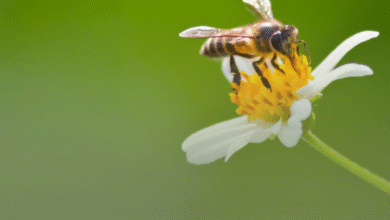 دائرة البلديات والنقل وهيئة أبوظبي للزراعة والسلامة الغذائية تطلقان مبادرة لحماية النحل في الإمارة