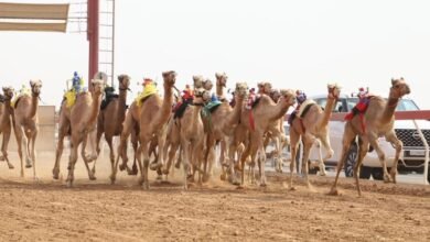 مهرجان حاكم الشارقة لسباقات الهجن ينطلق 10 نوفمبر