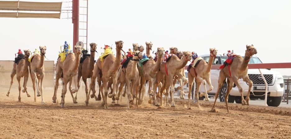 مهرجان حاكم الشارقة لسباقات الهجن ينطلق 10 نوفمبر