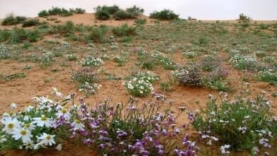 "الإمارات للفلك": 16 أكتوبر بدء موسم "الوسمي" ويستمر حتى منتصف ديسمبر