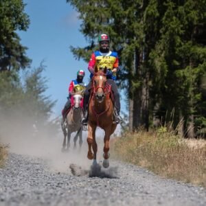 رياضة القدرة في الإمارات/ تاريخ من الإنجازات العالمية الكبرى