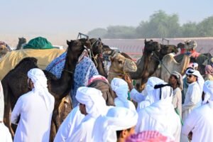 انطلاق منافسات مزاينة سويحان أولى محطات مهرجان الظفرة