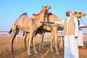 انطلاق منافسات مزاينة سويحان أولى محطات مهرجان الظفرة