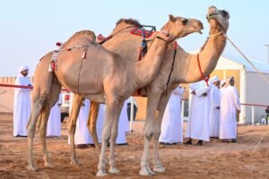 انطلاق منافسات مزاينة سويحان أولى محطات مهرجان الظفرة