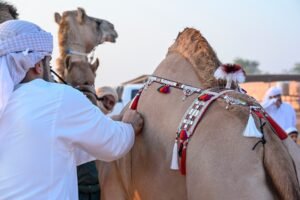 انطلاق منافسات مزاينة سويحان أولى محطات مهرجان الظفرة