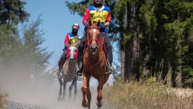 5 فرسان يمثلون الإمارات في بطولة القدرة بدورة الألعاب الآسيوية