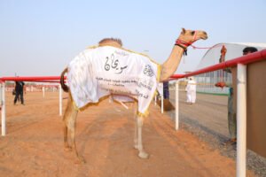 تواصل منافسات مزاينة سويحان بمهرجان الظفرة وتتويج الفائزين