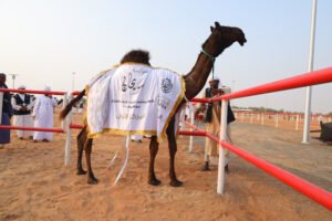 تواصل منافسات مزاينة سويحان بمهرجان الظفرة وتتويج الفائزين