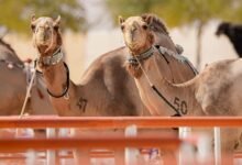 تحت رعاية رئيس الدولة /الدورة الـ19 من مهرجان الظفرة تعقد فعالياتها في أبوظبي