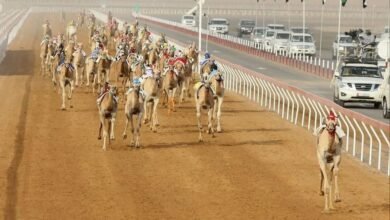 برعاية هزاع بن زايد / العين تستضيف " ختامي الهجن" بمشاركة محلية وخليجية