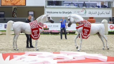 مهرجان الشارقة الدولي للجواد العربي السلالة المصرية ينطلق بعد غد