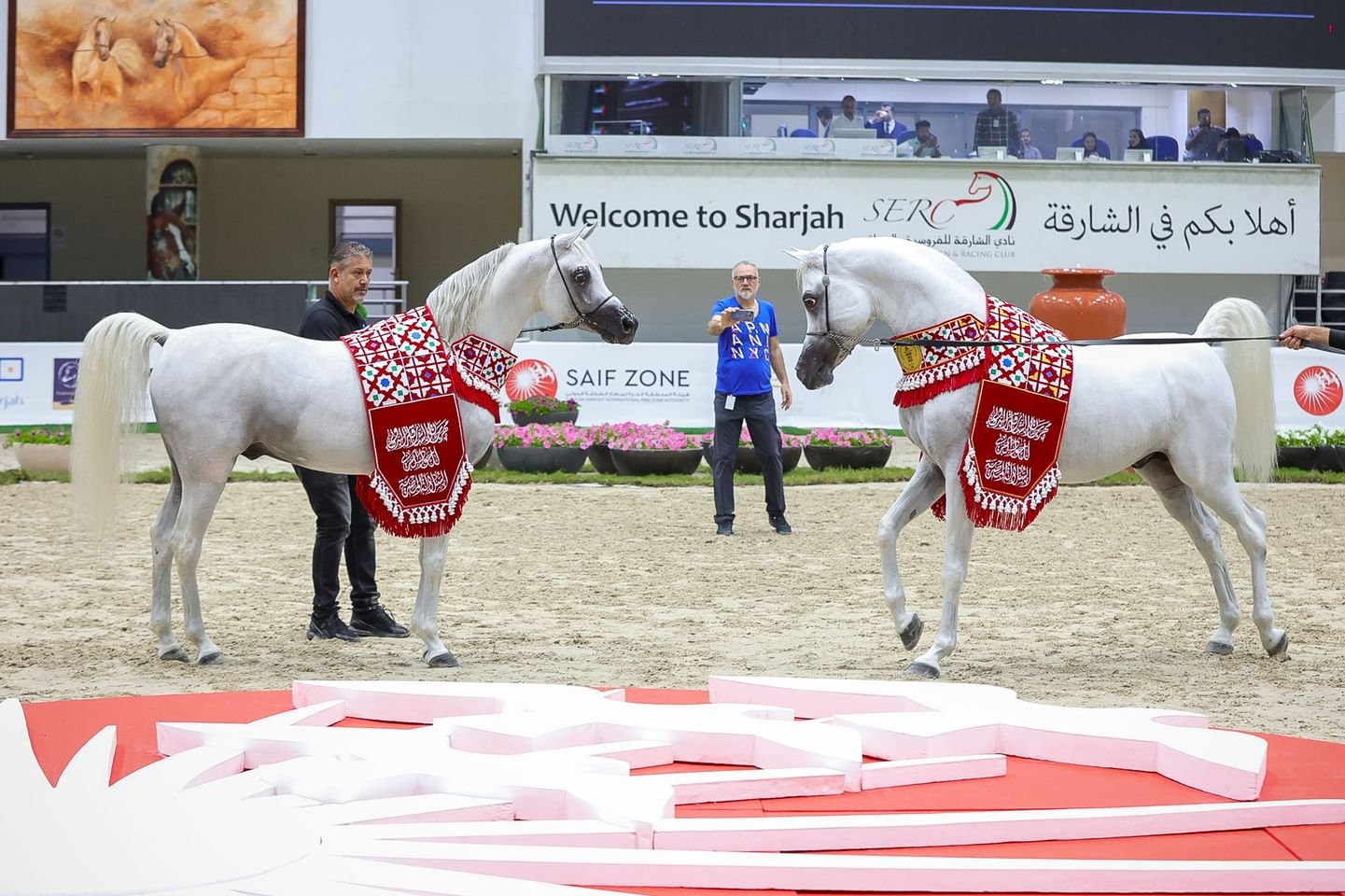مهرجان الشارقة الدولي للجواد العربي السلالة المصرية ينطلق بعد غد