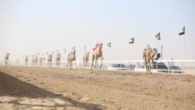 مهرجان الظفرة الثالث لسباقات الهجن يبدأ فعالياته بمنافسات الحقايق