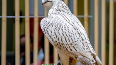 بتوجيهات حمدان بن زايد .. هيئة البيئة في أبوظبي تمدد موسم الصيد بالصقور 2025 - 2026