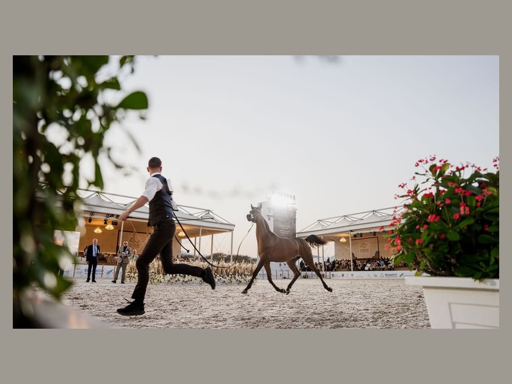 بطولة الفجيرة الدولية للخيل العربي ترفع وتيرة التنافس في يومها الثاني 1 بطولة الفجيرة الدولية للخيل العربي ترفع وتيرة التنافس في يومها الثاني