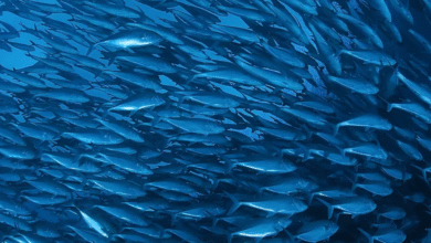 بصفته رئيس مجلس إدارة هيئة البيئة – أبوظبي.. حمدان بن زايد يصدر قراراً بشأن سياسة مصايد الأسماك المستدامة في أبوظبي