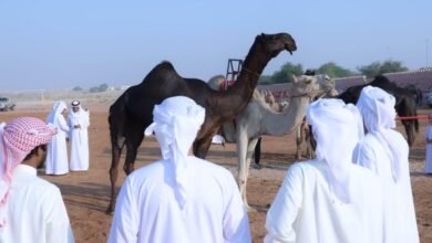 مزاينة سويحان