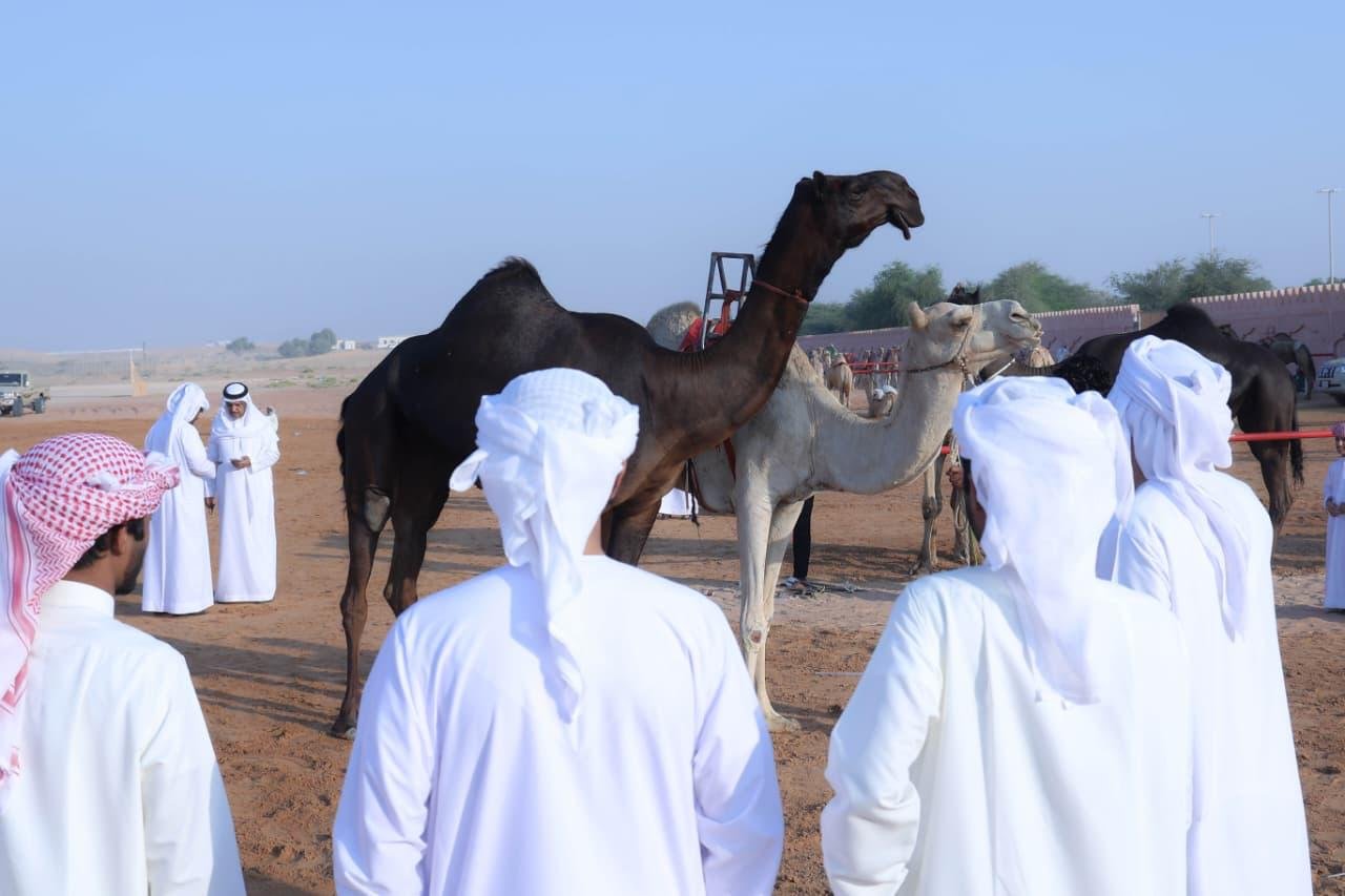 مزاينة سويحان بمهرجان الظفرة.. تجربة تراثية مميزة 1 مزاينة سويحان