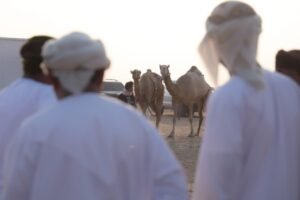 مزاينة سويحان بمهرجان الظفرة.. تجربة تراثية مميزة 4 مزاينة سويحان بمهرجان الظفرة.. تجربة تراثية مميزة