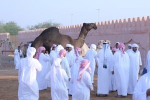 مزاينة سويحان بمهرجان الظفرة.. تجربة تراثية مميزة 5 مزاينة سويحان بمهرجان الظفرة.. تجربة تراثية مميزة